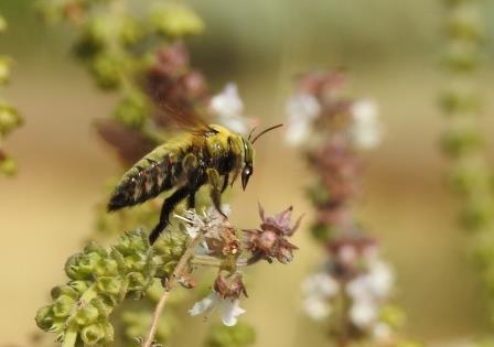 Xylocopa sp.